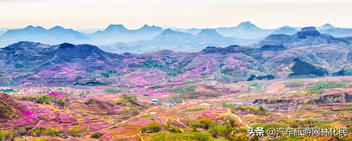 万亩桃花含苞待放，岱崮地貌等你来约