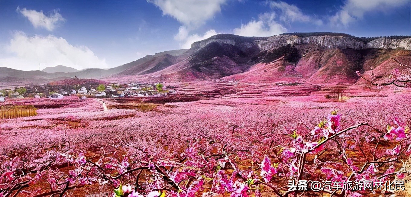 万亩桃花含苞待放，岱崮地貌等你来约