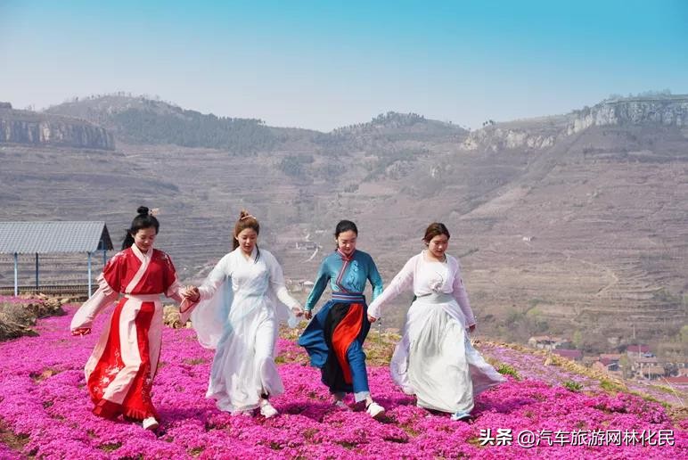 岱崮梯田花海美艳绽放,快来赴浪漫之约吧