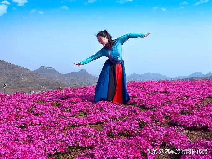 岱崮梯田花海美艳绽放,快来赴浪漫之约吧