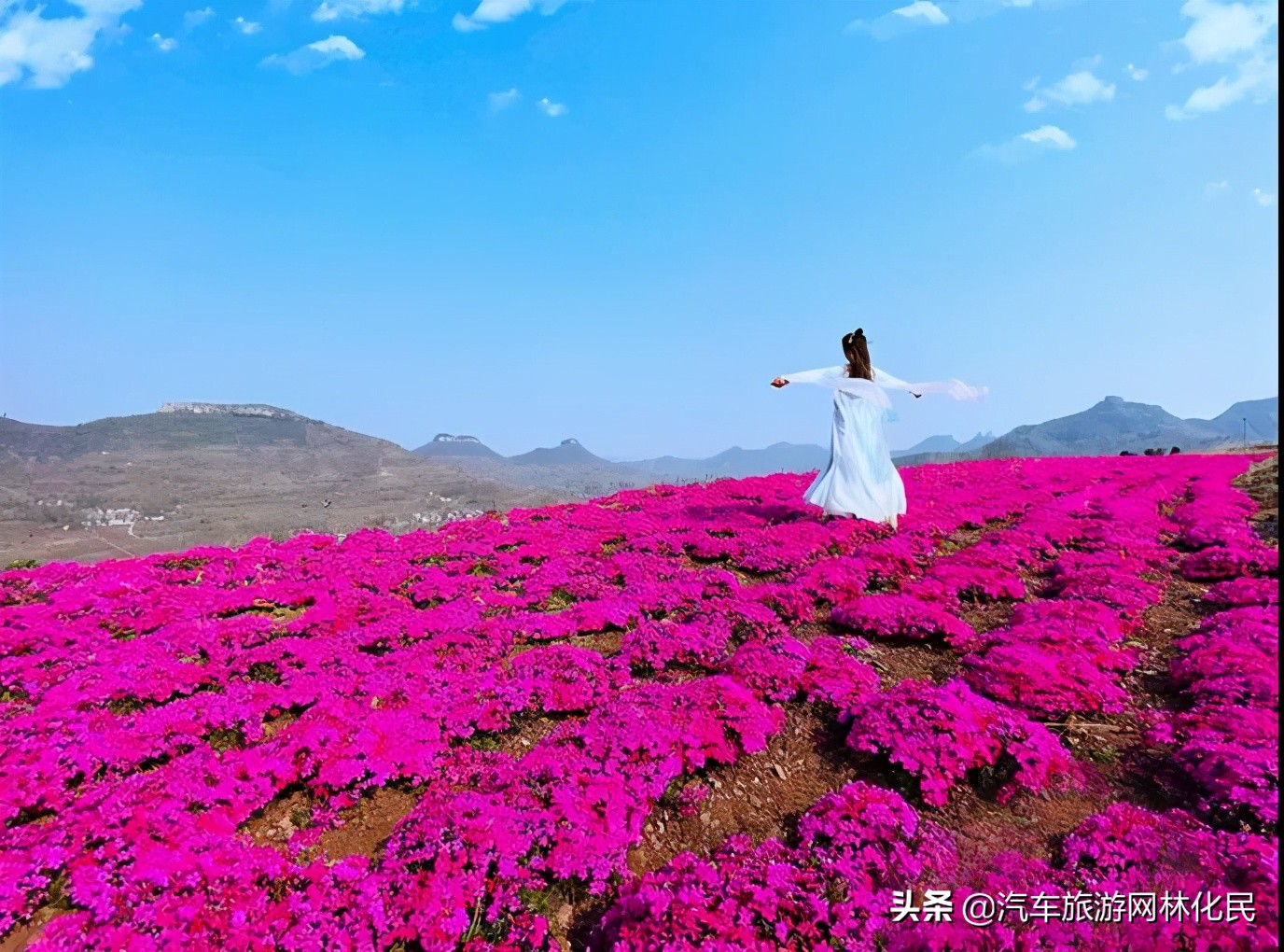 岱崮梯田花海美艳绽放,快来赴浪漫之约吧
